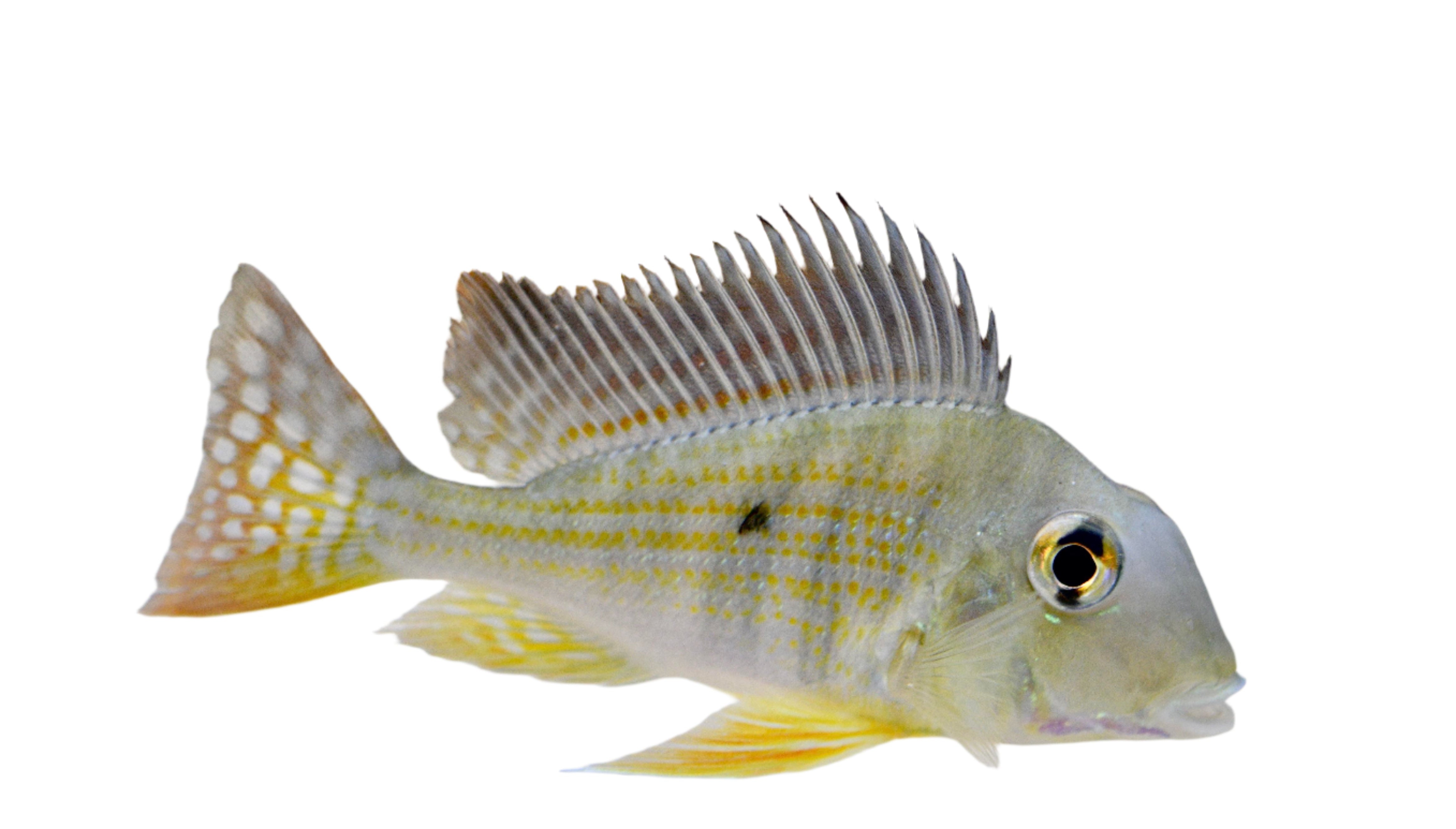 Geophagus Surinamensis Juvenile, pet essentials warehouse, pet city