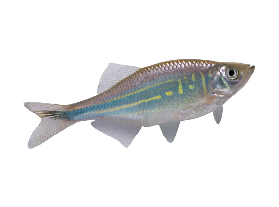 Giant Danio Fish, Tropical Fish, Pet Essentials Warehouse, Pet City