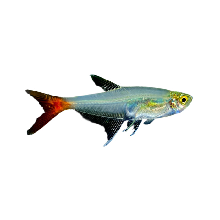 Glass Bloodfin Tetra, Tropical fish for sale, PEt Essentials Warehouse