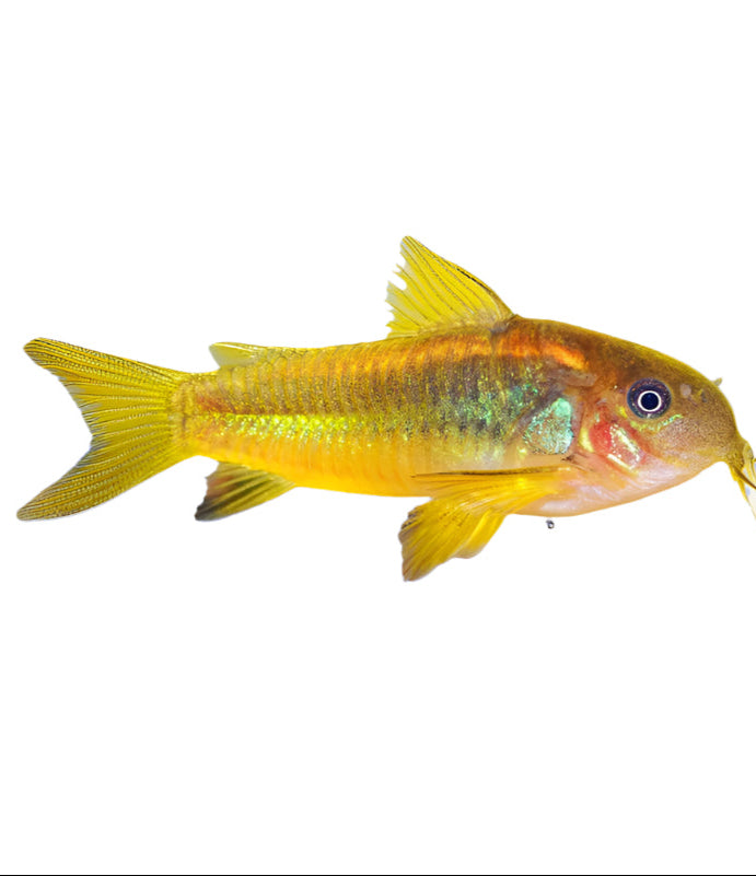 Gold Laser Corydoras, Pet Essentials Warehouse, Pet City, Laser Cory Fish