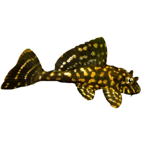 Gold Spot Pleco, Pet Essentials Warehouse