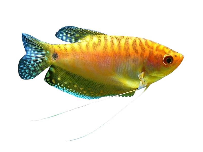 Golden Gourami, Pet Essentials Warehouse, Pet City, Golden 3 Spot Gourami