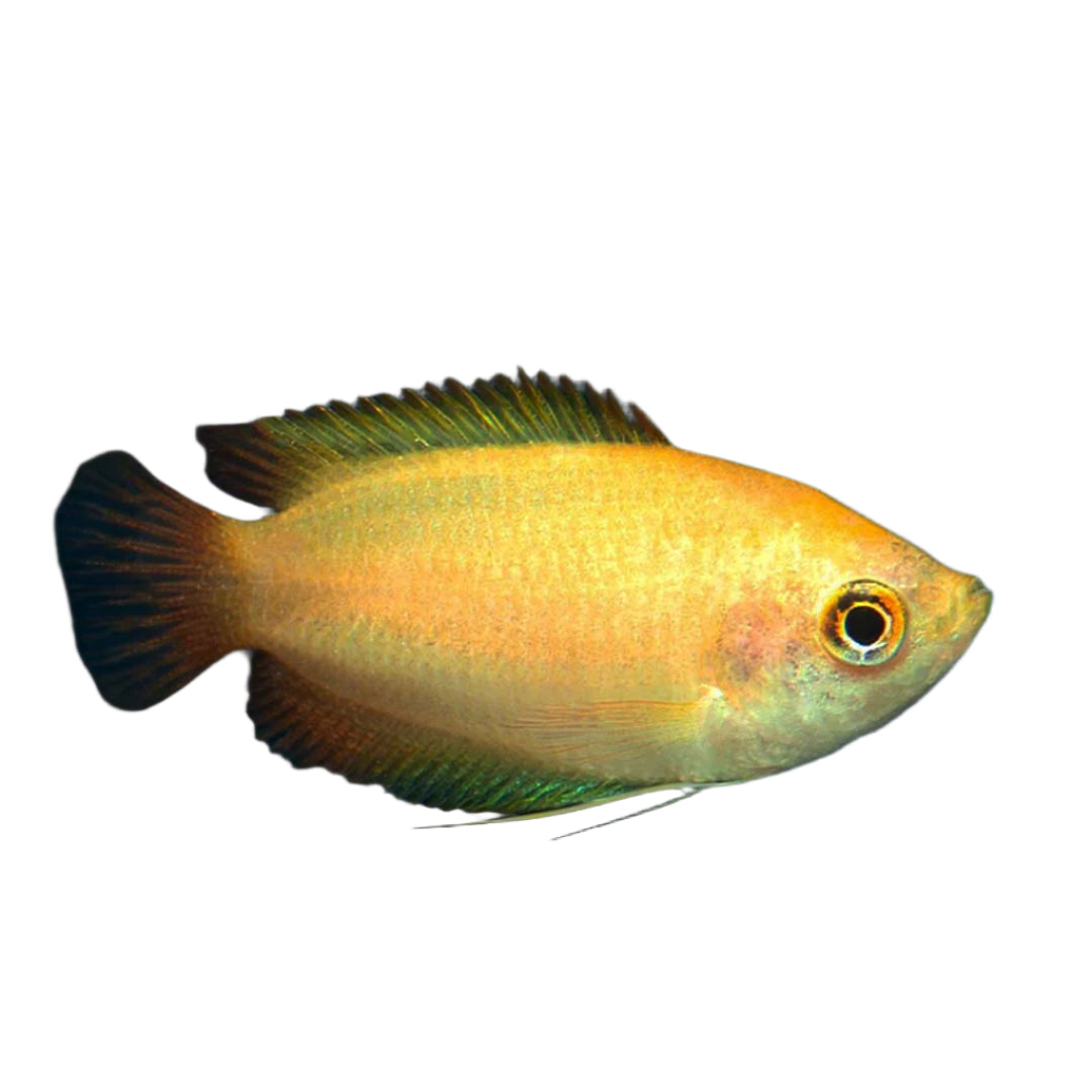 Golden Honey Dwarf Gourami, Pet Essentials Warehouse, Pet City