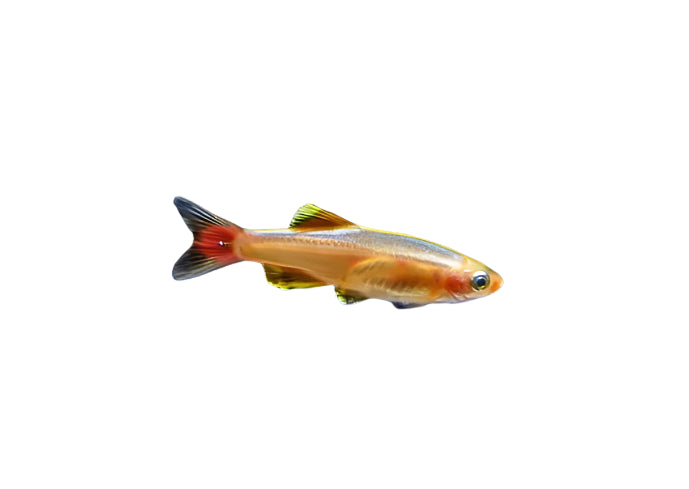 Golden White Cloud Mountain Minnow, Pet Essentials Warehouse, Pet City