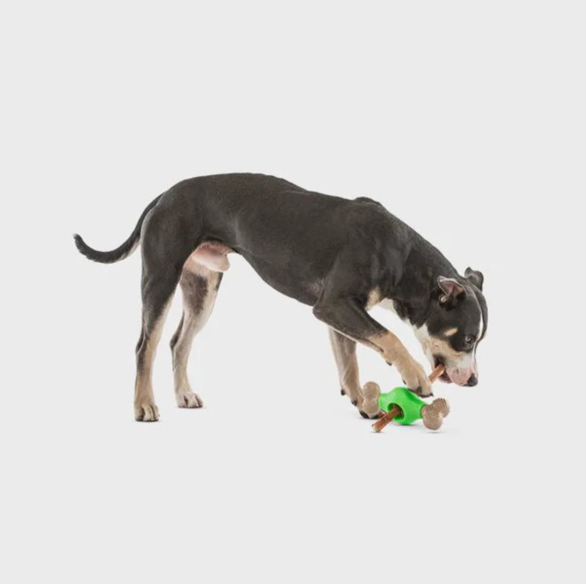 Guru Adjust-A-Chew Dog Toy, Dog playing with Guru Adjust-A-Chew Dog Toy, Fill with treats, Pet Essentials Warehouse