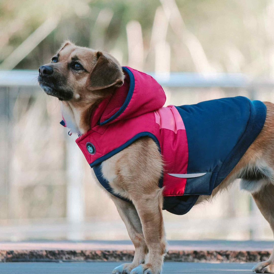 Huskimo Snow Parka Hot Pink Dog Coat, Dog wearing Hot pink dog coat, Huskimo Dog coat, Pet Essentials Warehouse