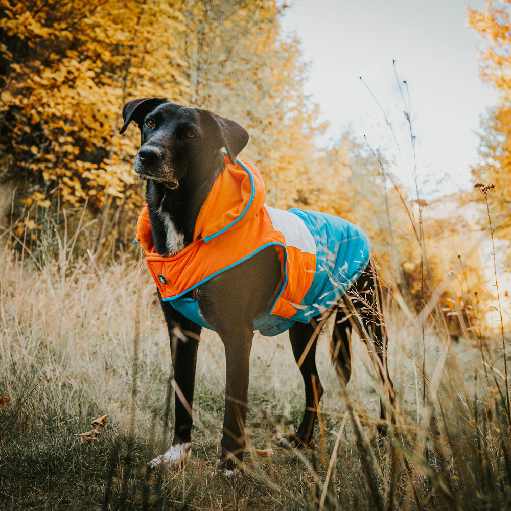 Huskimo Snow Parka Orange Dog Coat, dog wearing huskimo dog coat, orange dog coat for dogs, large dog coats, pet essentials warehouse