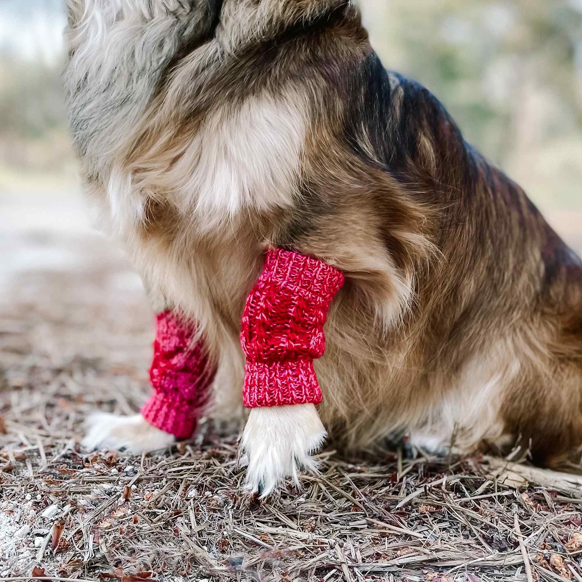 Huskimo Leg Warmers, Puppy wearing leg warmers, Pet Essentials Warehouse