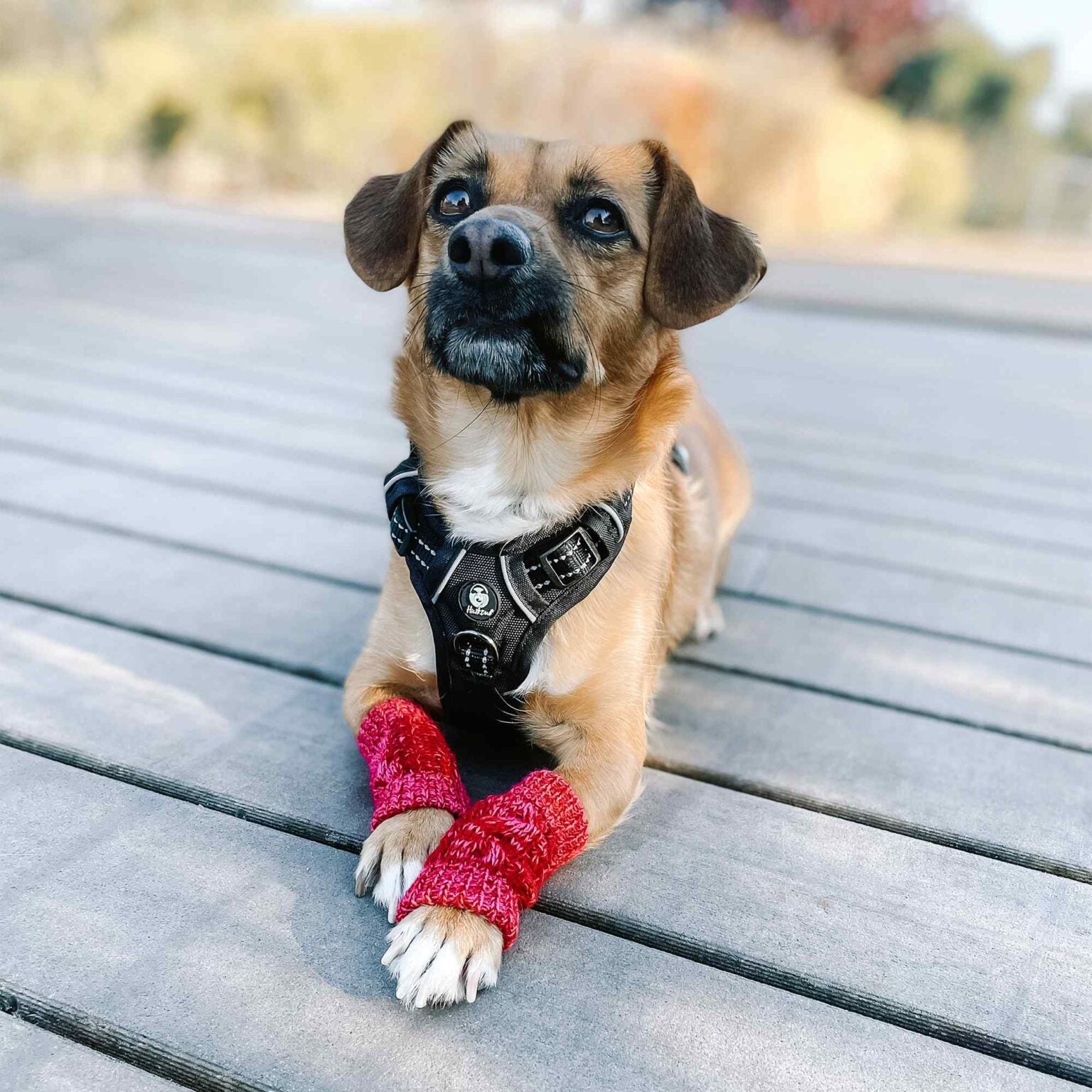 Huskimo Leg Warmers, Dog Wearing Leg Warmers, Pet Essentials Warehouse