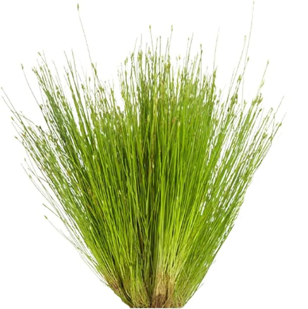 Hairgrass - Eleocharis Acicularis Live Plant, Pet Essentials Warehouse, Live aquatic plants