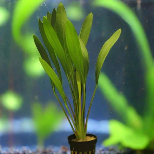 Horemanii Red Sword Live Aquatic Plant in a tank, pet essentials warehouse