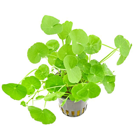 Cardamine Hydrocotyle Live Aquatic Plant Leucocephala), Live Plants, Aquatic Live Plants, Live Plants for fish tanks, Pet Essentials Warehouse