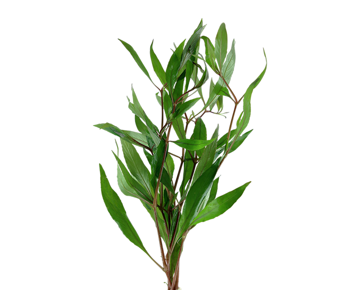 Hygrophila Angustifolia Live Aquatic Plant bunched, pet essentials warehouse