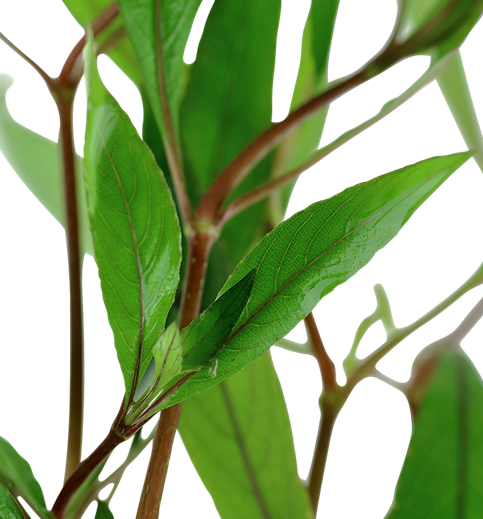 Hygrophila Angustifolia Live Aquatic Plant closeup leaves, pet essentials warehouse