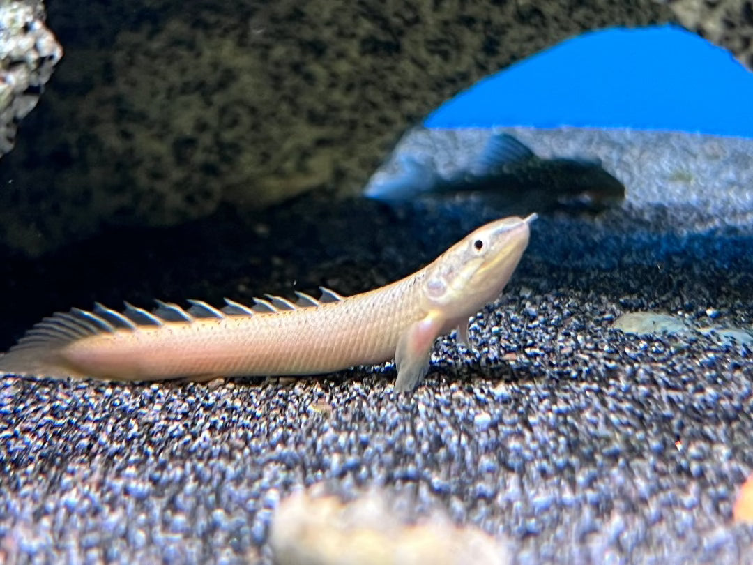 Bichir Polypterus Senegalus Leucistic, Black Sand, Pet Essentials Warehouse, Buy Fish Online