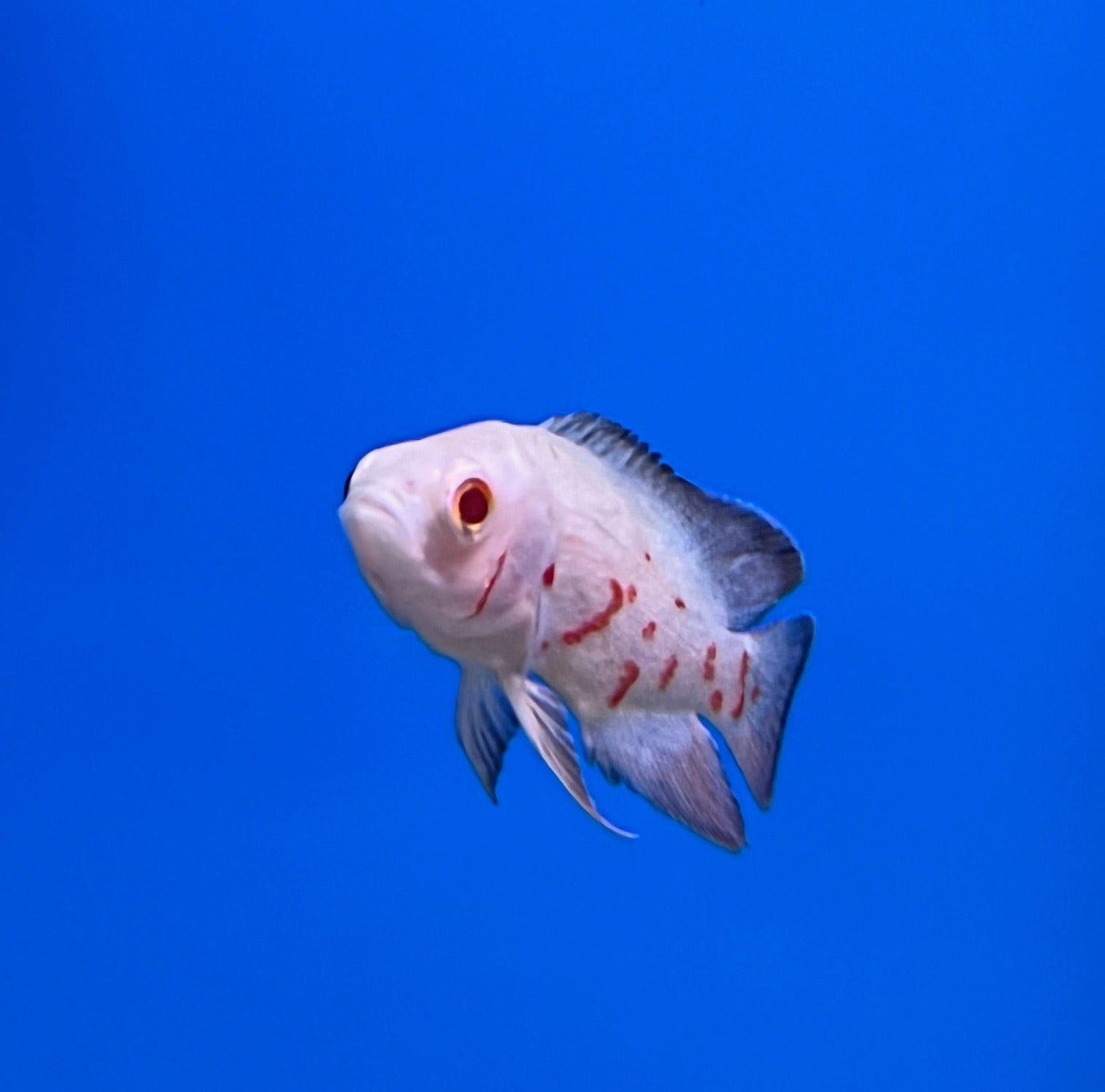 Albino Red Tiger Oscar