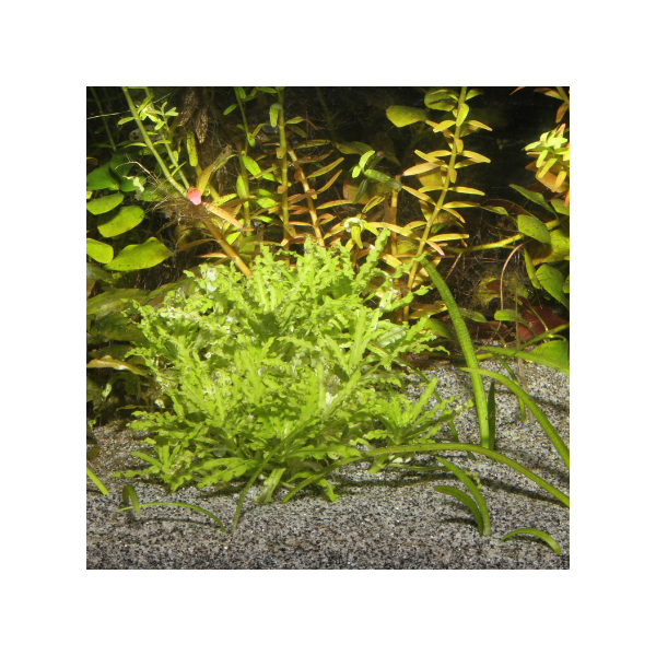 JBL Sansibar Grey, Planted tank with substrate, Pet Essentials Warehouse