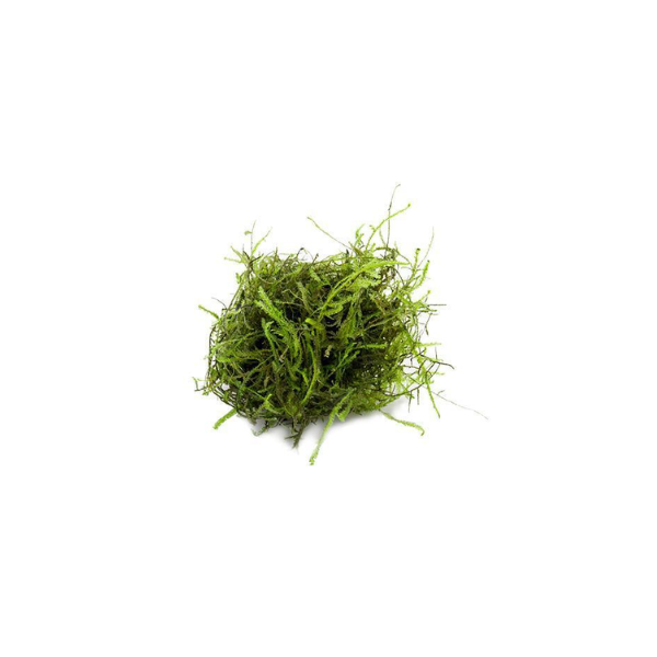 Java Moss Live Aquatic Plant, Pet Essentials Warehouse