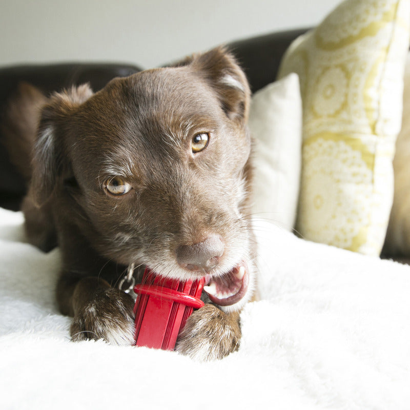 puppy playing with Kong Dental Stick, puppy on bed, pet essentials warehouse