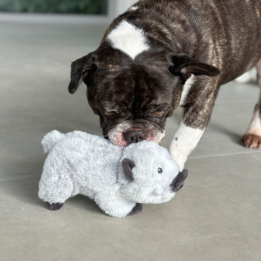 Snuggle Friends Warthog Dog Toy, Warthog dog toy, Dog Toy, Toys for dogs, Pet Essentials Warehouse, dog playing with warthog