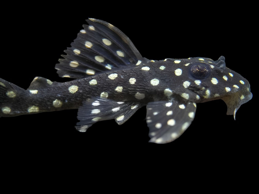 Snowball Orinoco Angel Pleco on black gravel, pet essentials warehouse