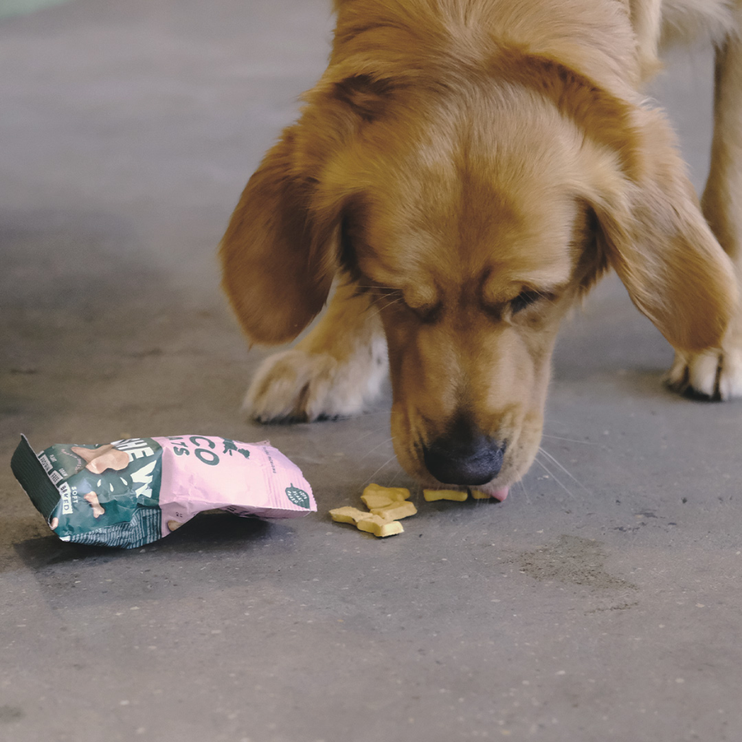 Beco Treat Cashew dog treat, golden retriever eating beco treat 