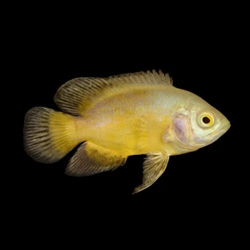 Lemon Oscar, Oscars, Live Fish, Pet Essentials Warehouse