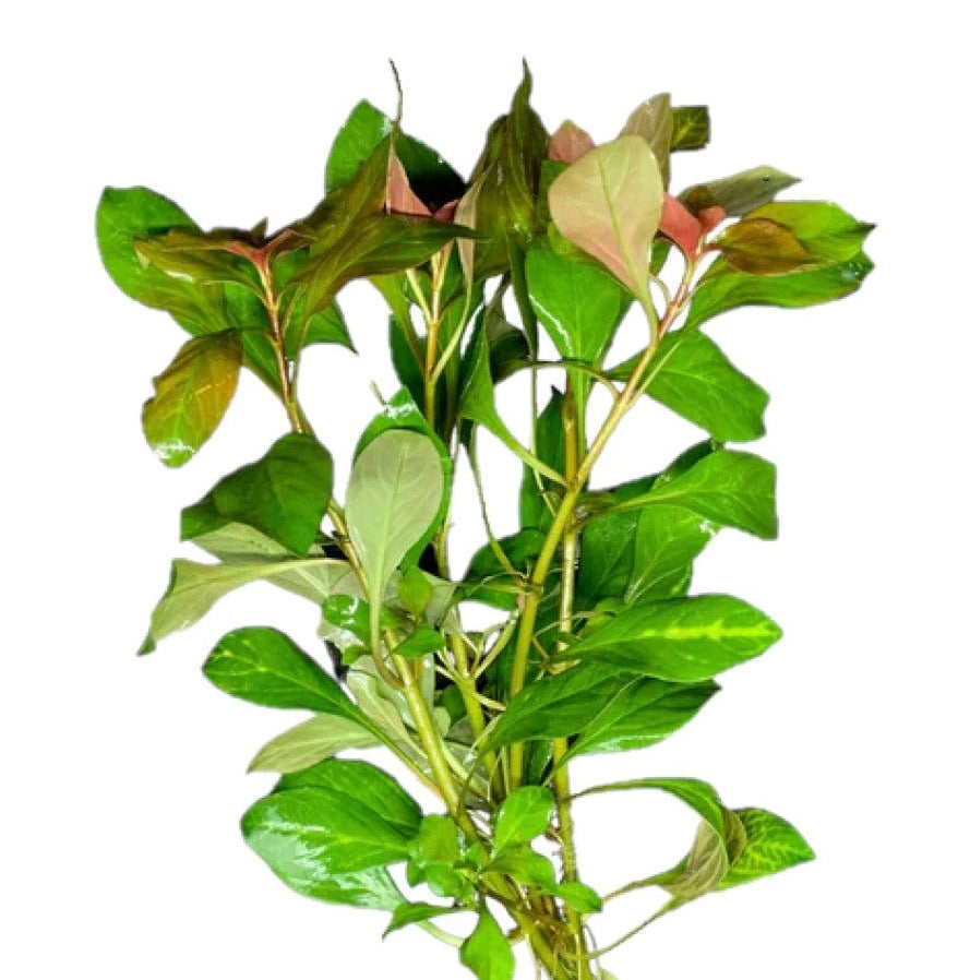 Ludwigia Aquatic Plant, Live Aquarium Plants, Ludwigia, pet essentials warehouse