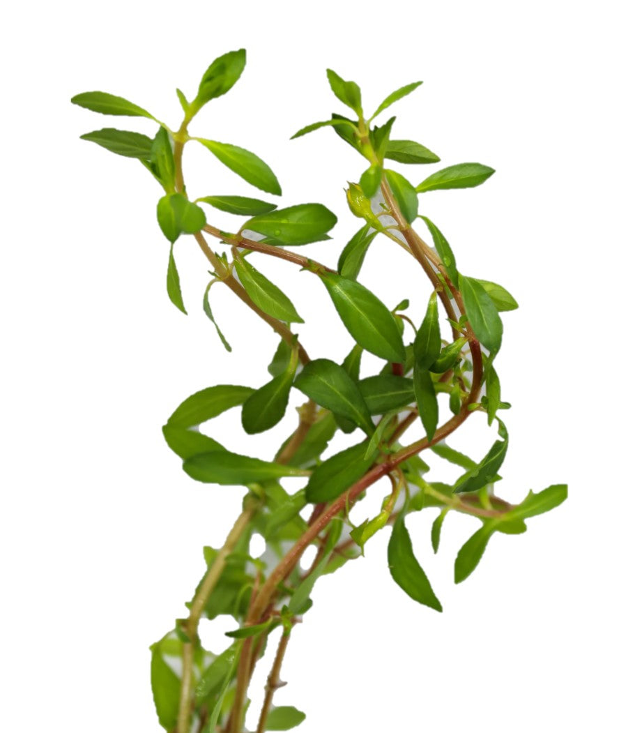 Ludwigia Arcuata Aquatic Plant, Pet Essentials Warehouse