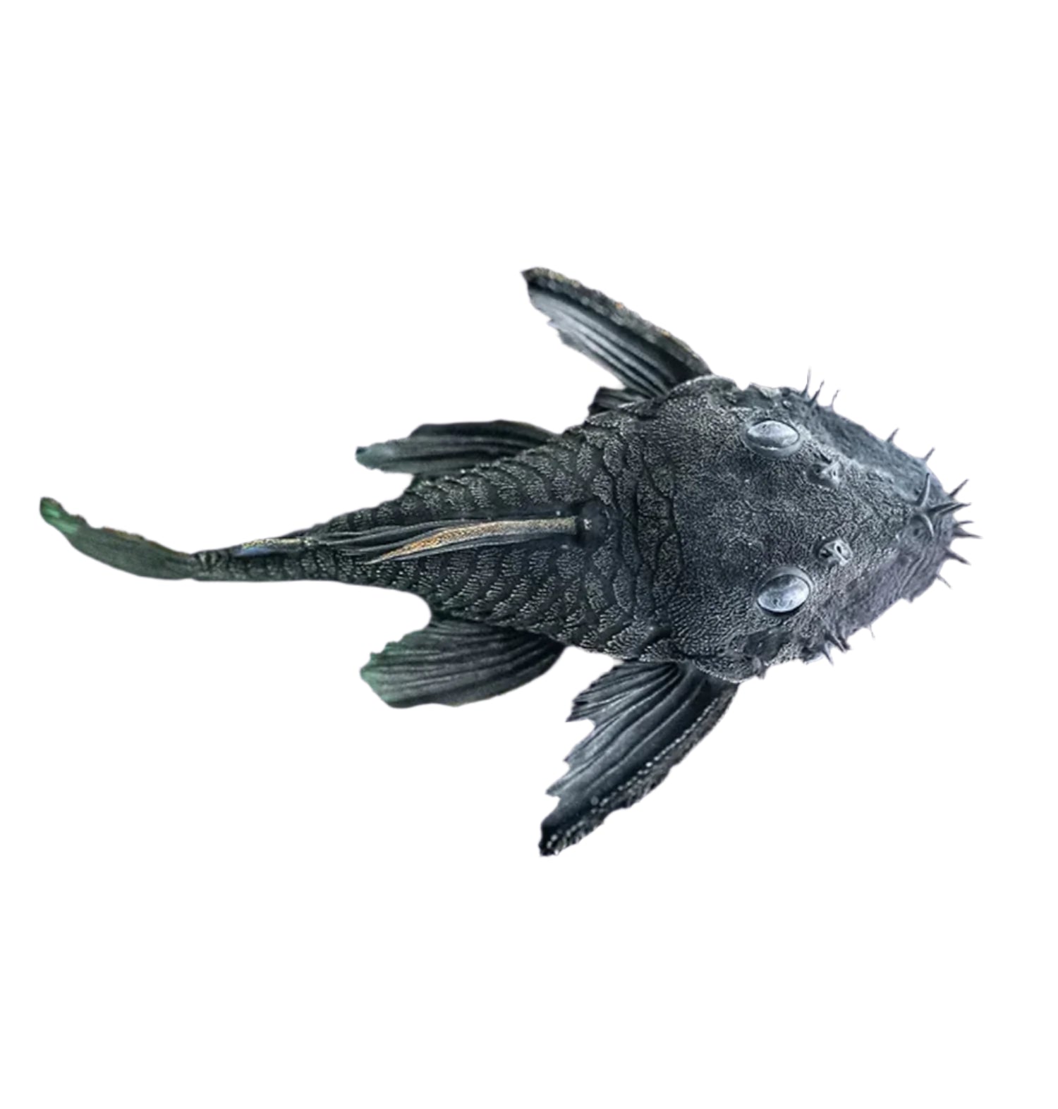 Medusa Pleco L34 Ancistrus Ranunculus, Pet City, Pet Essentials Warehouse