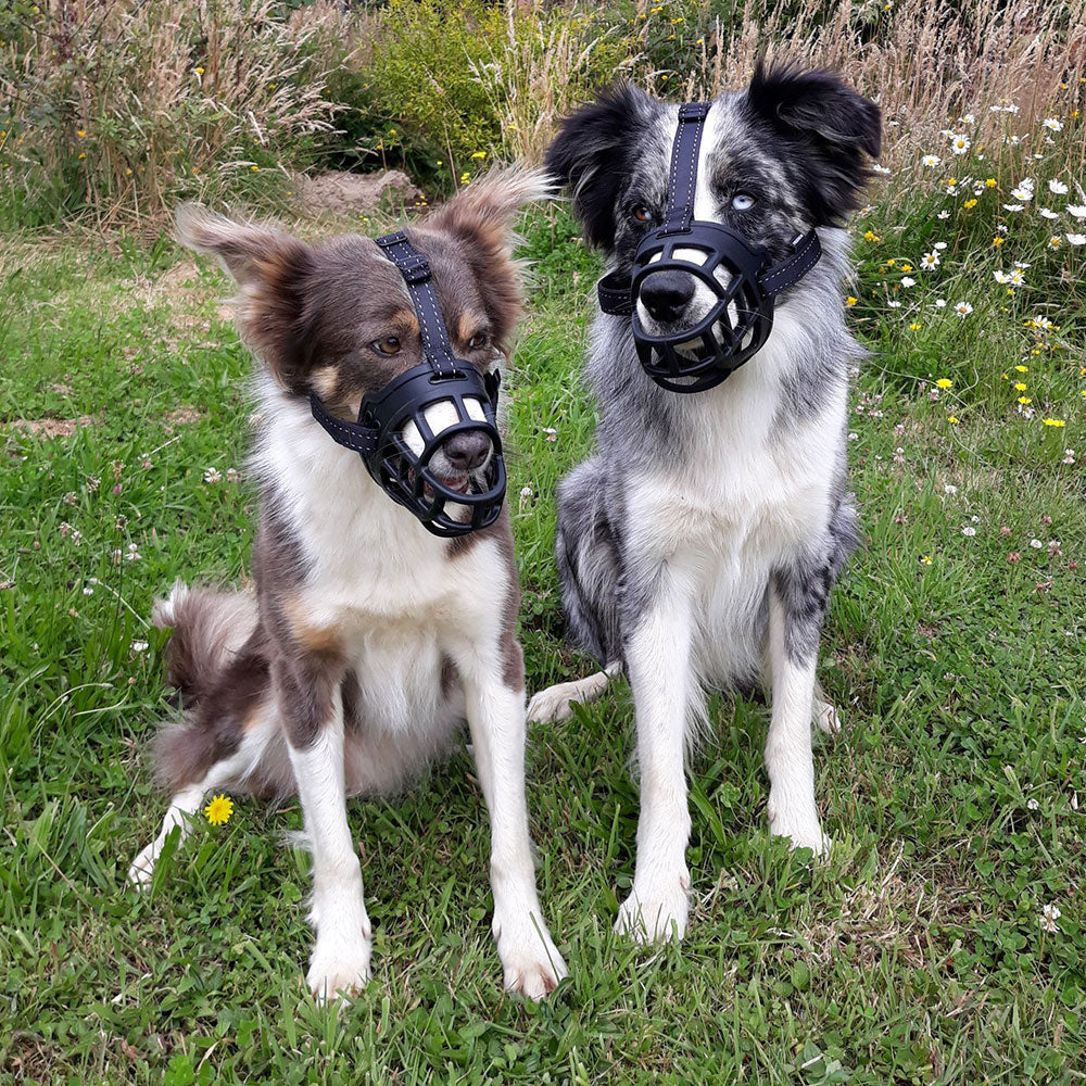 two dogs wearing a Huskimo Freedom Muzzle, pet essentials warehouse