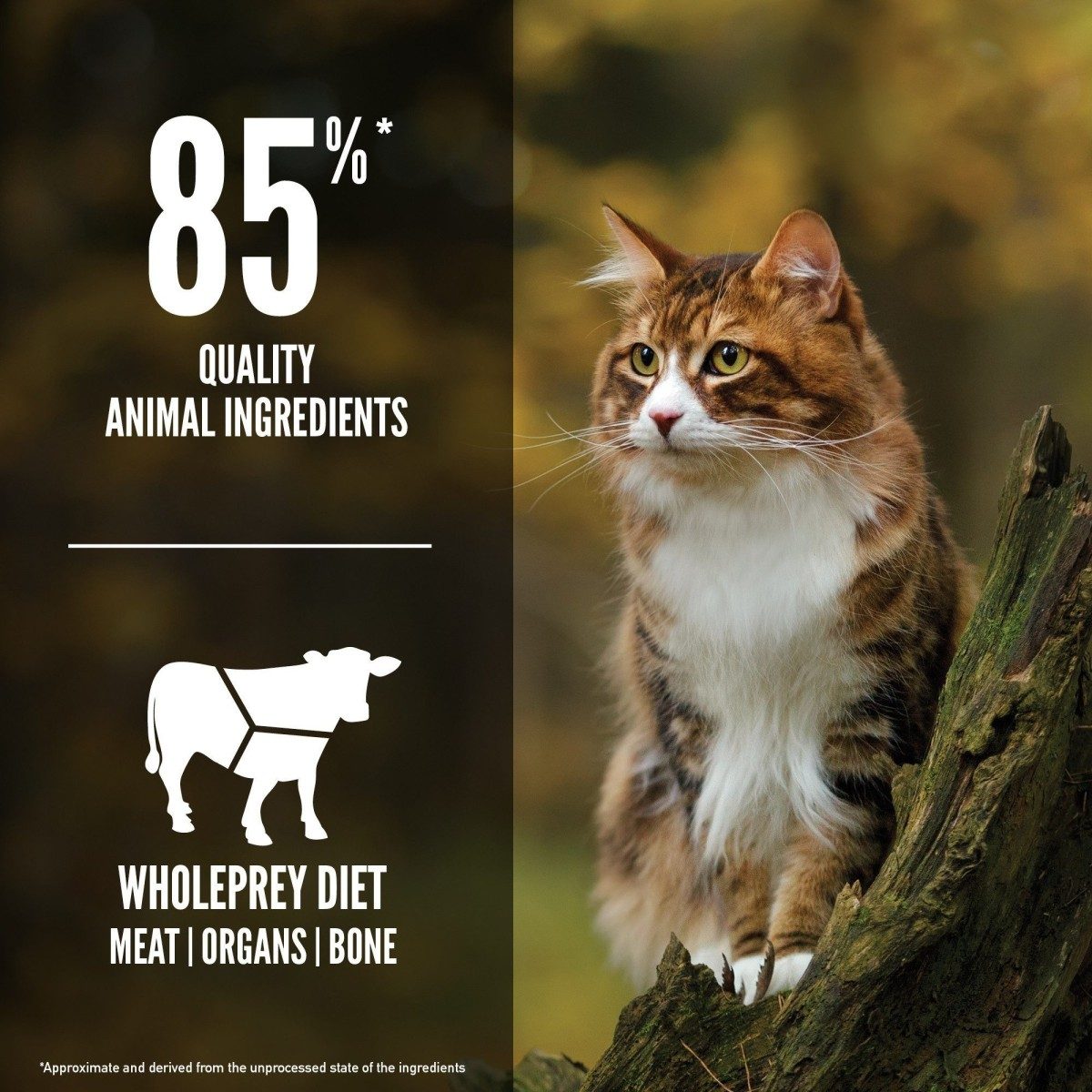 Orijen Regional Red Cat Food, Wholeprey diet for cats Poster, Pet Essentials Warehouse