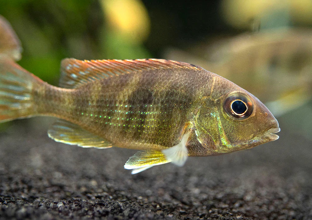 Geophagus Red Head Tapajos juvenile, Pet Essentials warehouse, Pet City 