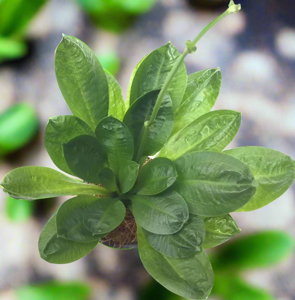 Parviflorus Tropica Sword Plant top view with baby shoot, pet essentials warehouse