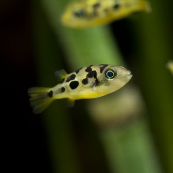 Dwarf Pea Puffer, Pea Puffers, Pet Essentials Warehouse