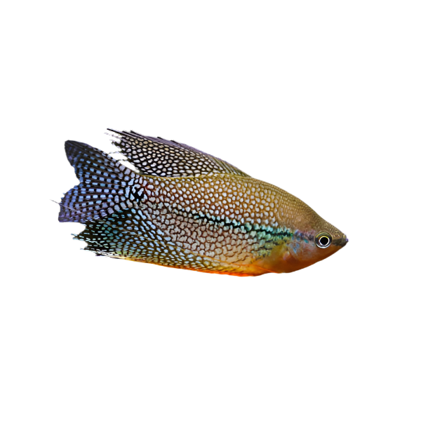 Pearl Gourami Fish, Pet Essentials Warehouse, Pet City