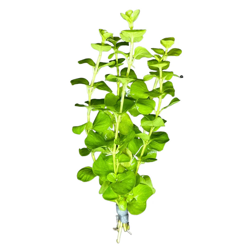 Lysimachia Live Aquatic Plant bunch, pet essentials warehouse