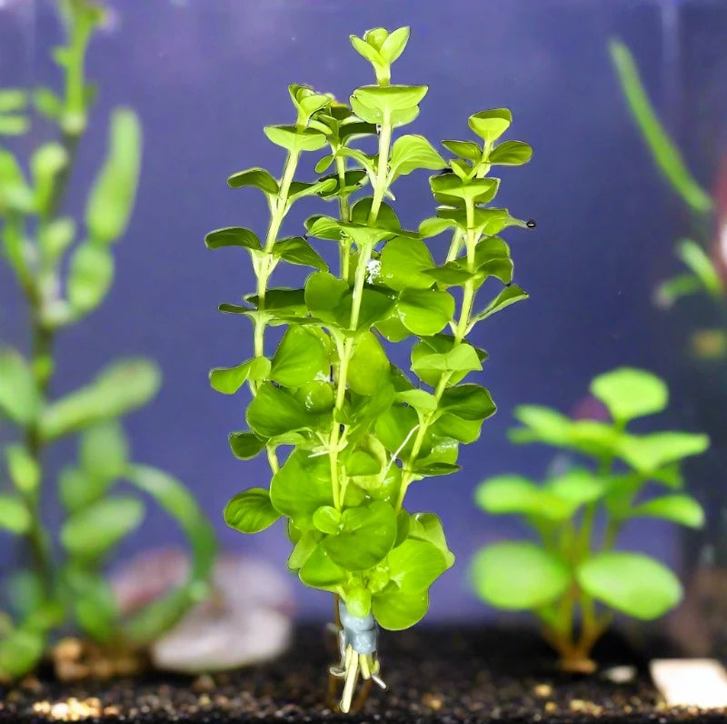 Lysimachia Live Aquatic Plant in  a planted aquarium, pet essentials warehouse