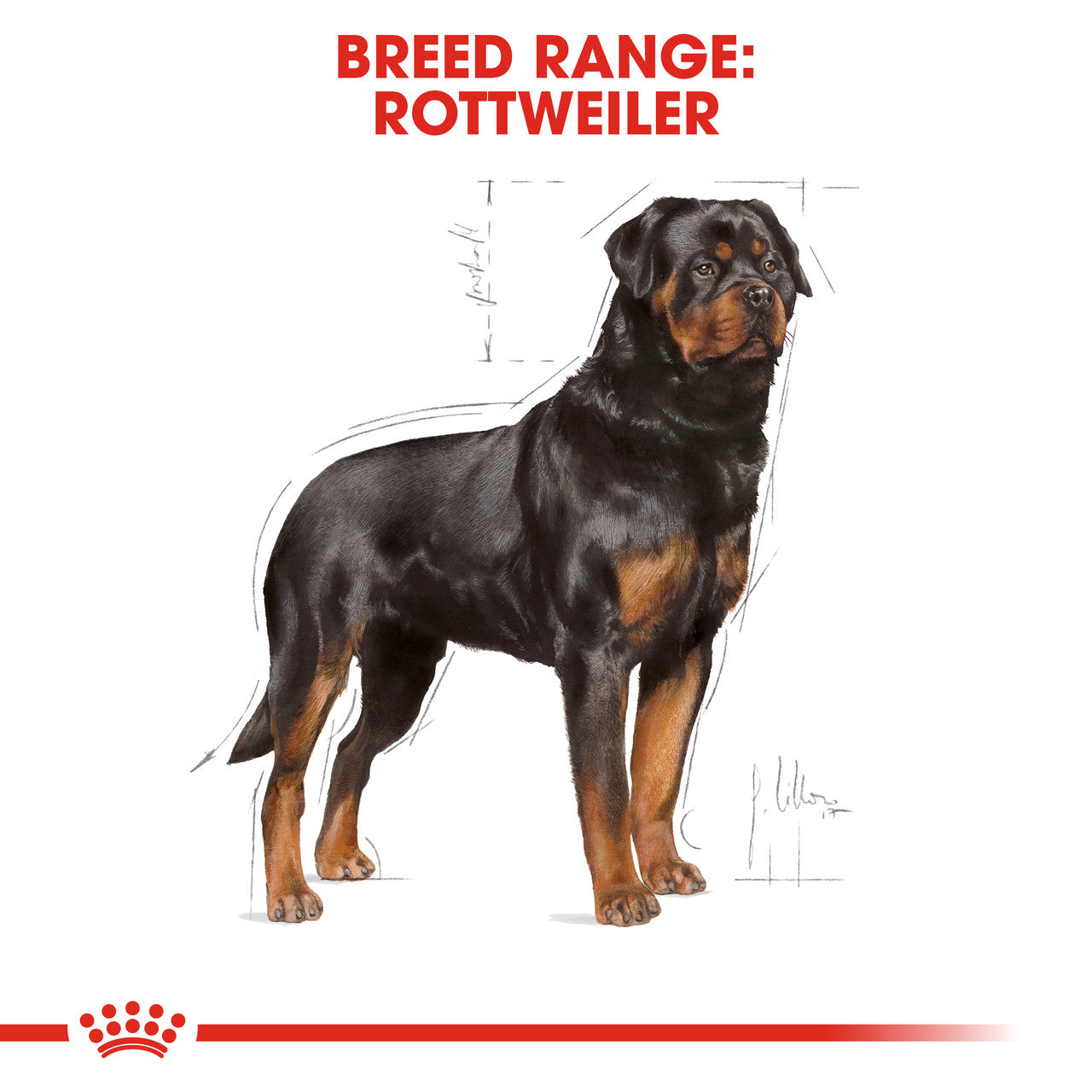 black rottweiler dog royal canin, Royal Canin Rottweiler Adult Dry Dog Food, pet essentials warehouse 