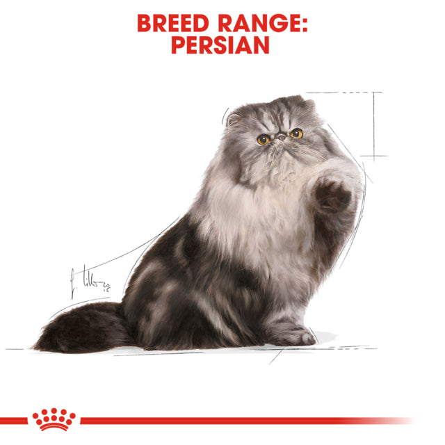 Royal Canin Persian Adult Wet Food, Persian Cat food wet, Wet Cat Food, Royal Canin, Pet Essentials Warehouse