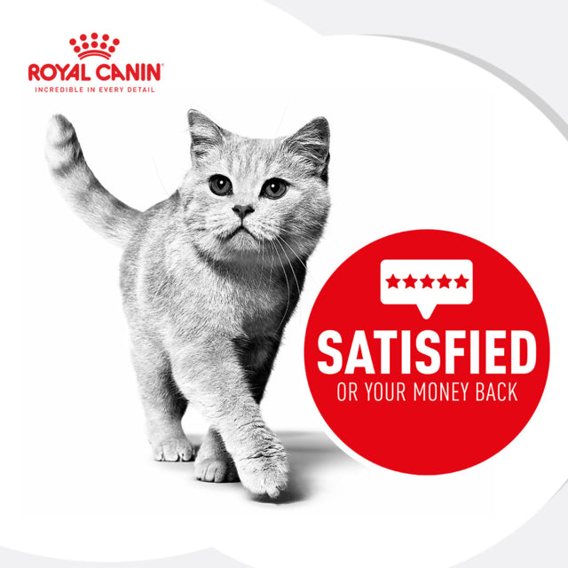 Royal Canin Persian Adult Wet Food, Persian Cat food wet, Wet Cat Food, Royal Canin, Pet Essentials Warehouse