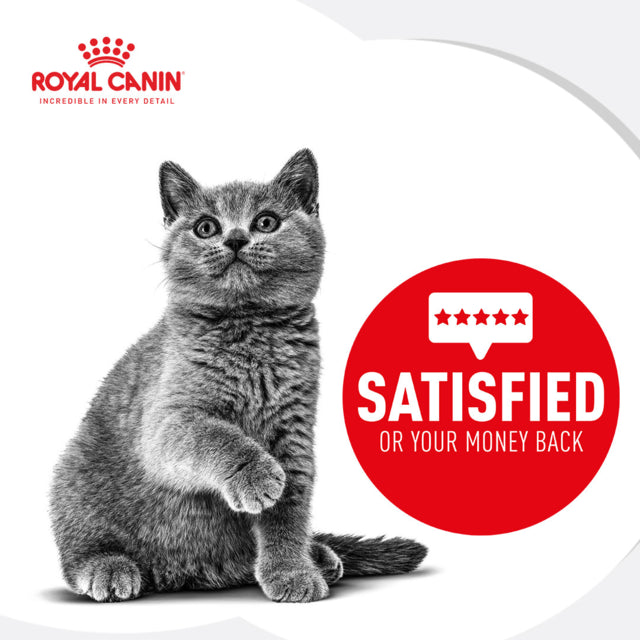 Royal Canin Maine Coon Kitten Dry Food, Maine coon Kitten food, Kitten food for Maine coon, Kitten food, pet Essentials Warehouse