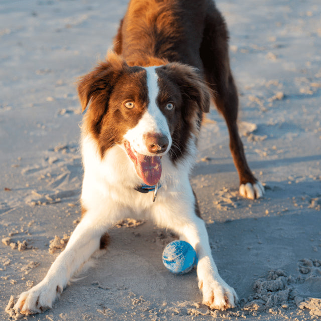 Rogz Squeekz Ball Dog Toy, Rogz dog toy ball, Throw ball for dogs, Pet Essentials Warehouse, dog playing with Rogz ball