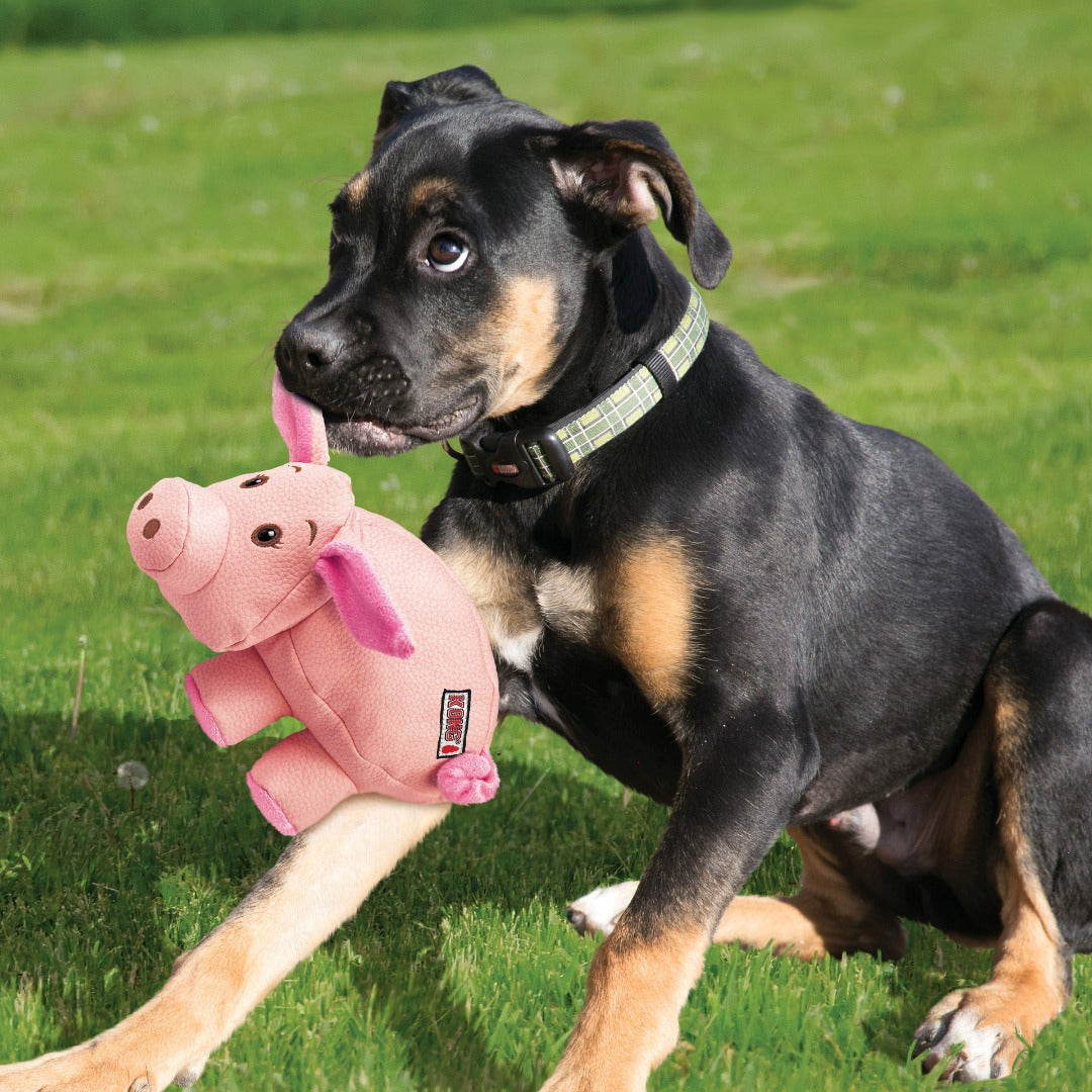 rottweiler puppy playing with Kong Phatz Pig Dog Toy, Pet Essentials warehouse