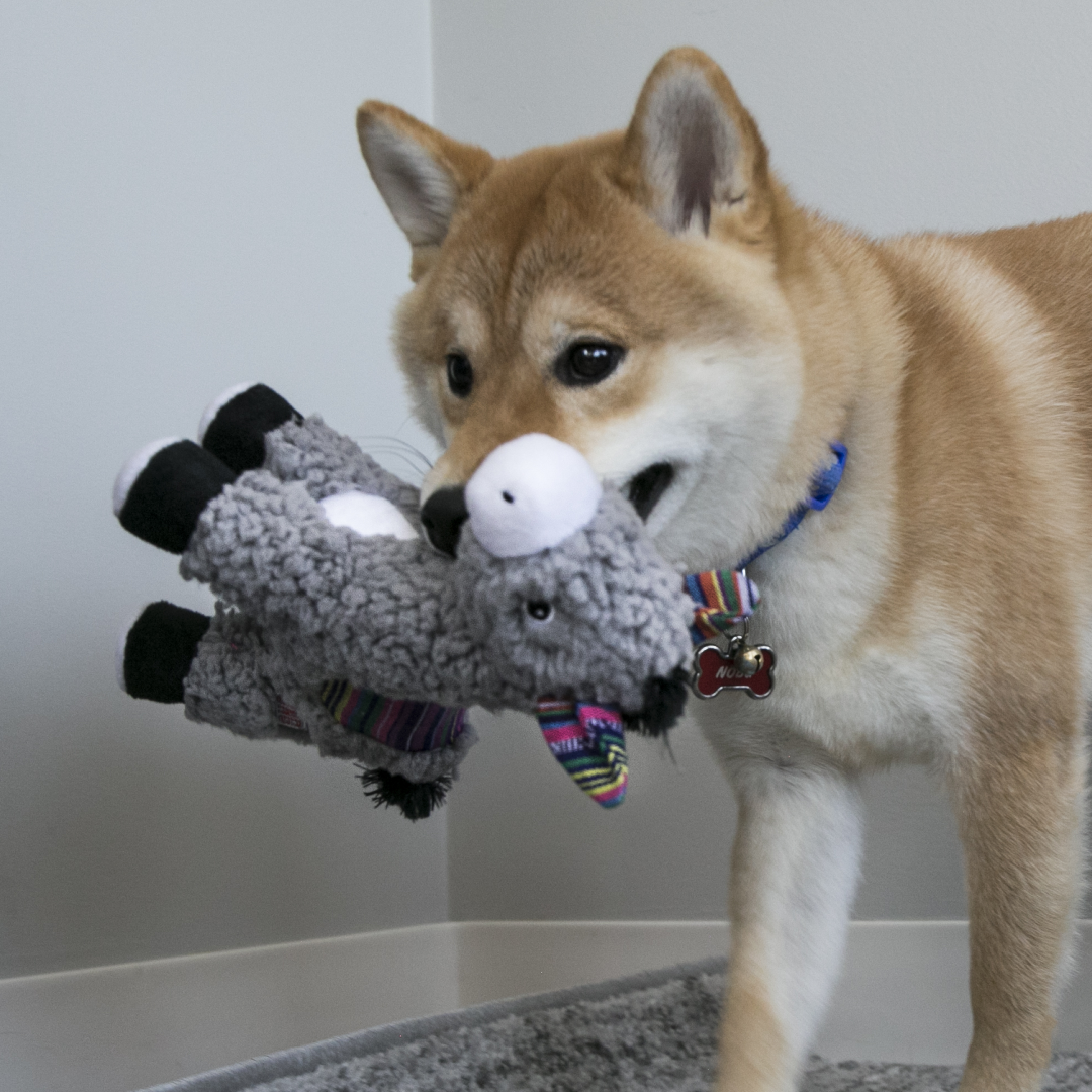 dog playing with Kong Sherps Donkey Plush Dog Toy