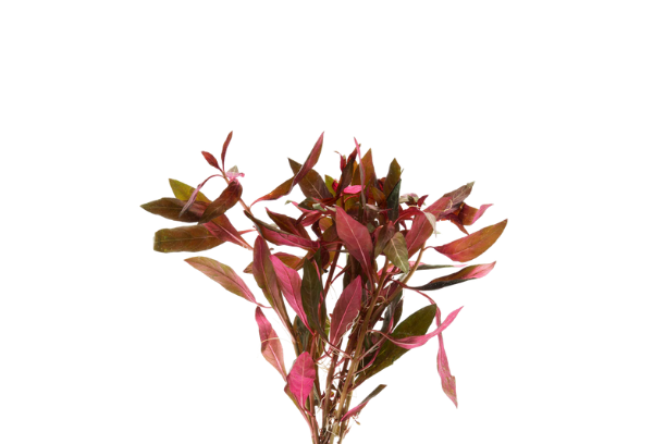 Aquatic Plant Ludwigia Red bunch, pet essentials warehouse, pet essentials hastings