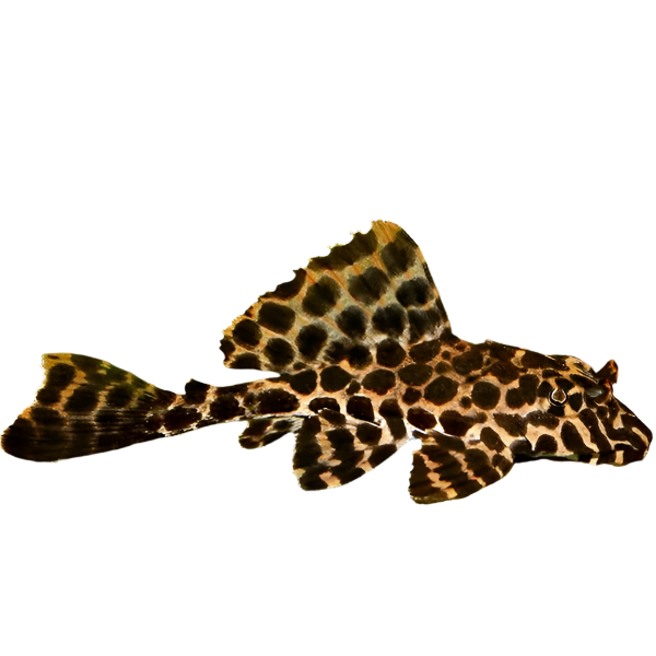 Red Spot Pleco, Common Pleco Catfish, Pet Essentials Warehouse, Pet City