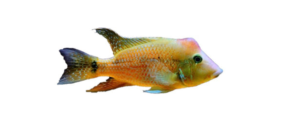 Buy tropical fish on sale online