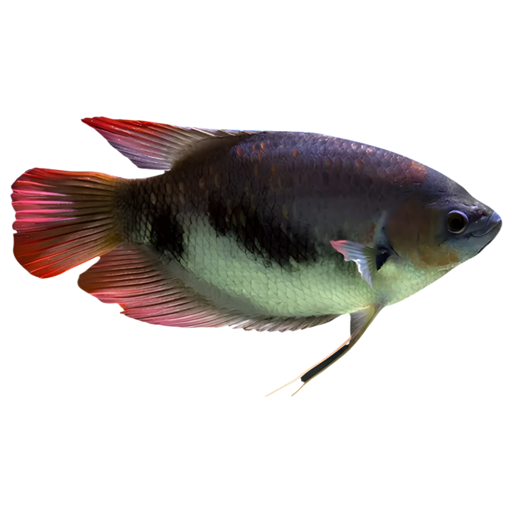 Red Tail Giant Gourami Adult, Pet Essentials Warehouse, PEt City