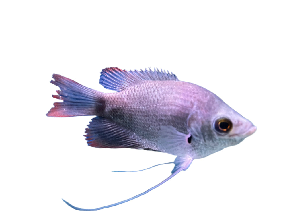 Red Tail Giant Gourami Juvenile, Pet Essentials Warehouse, Pet City